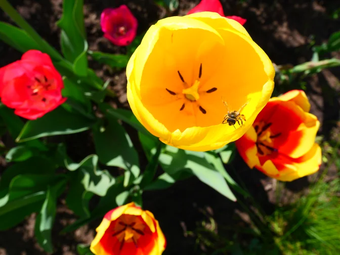 WHG.fleißiges Bienchen