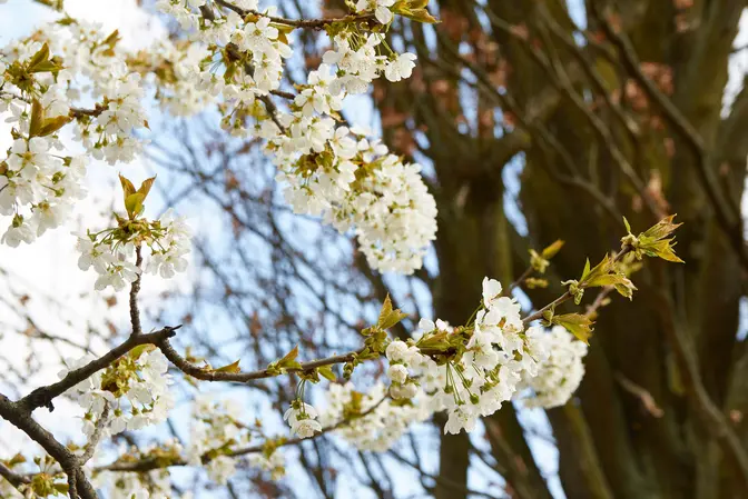 Obstbaum - Kirschblüte