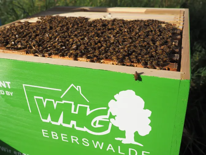 WHG.Bienenvolk